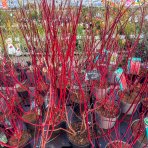Drieň biely (Cornus alba) ´GOUCHAULTII´ – výška 60-100 cm, kont. C10L 